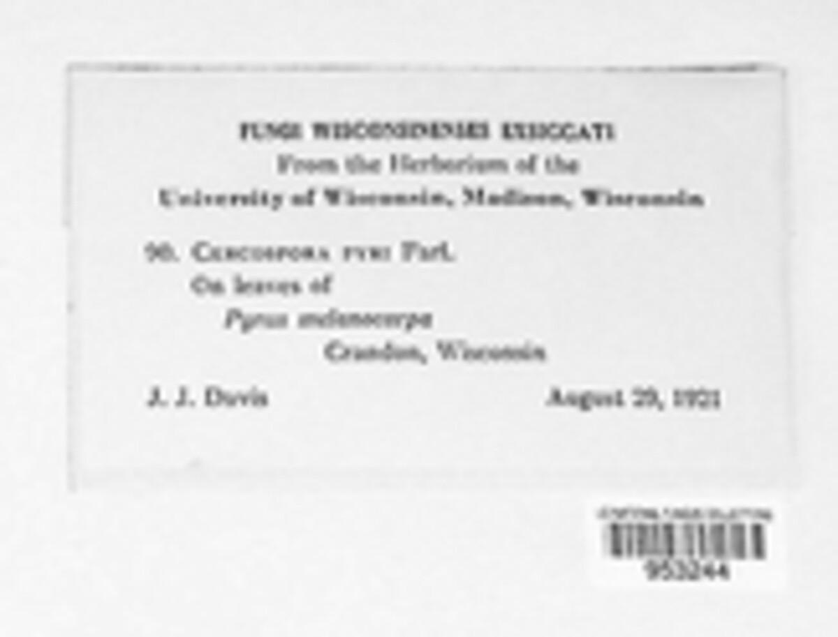 Mycovellosiella pyri image